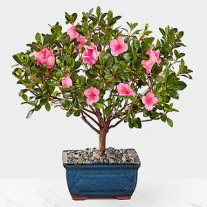 Blooming Azalea Bonsai - FedEx