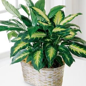 FTD Spathiphyllum and Dieffenbachia