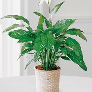 FTD Peace Lily Plant