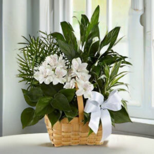 Peace and Serenity Dishgarden