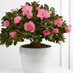 Vibrant Sympathy Planter