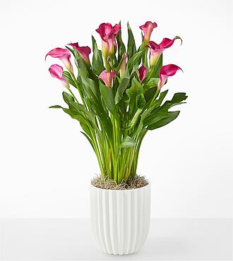 My Darling Pink Calla Lily Plant - Fluted Ceramic Container - FedEx