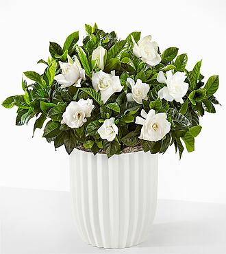 Pure Grace Gardenia Plant - Fluted Ceramic Container - FedEx