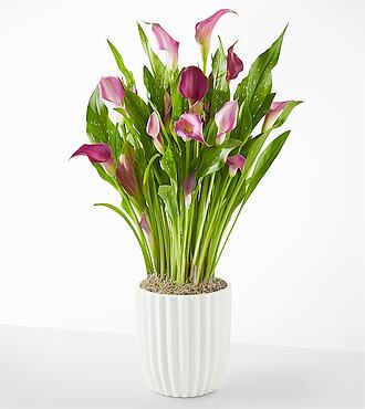 Loving Bloom Purple Calla Lily Plant - Fluted Ceramic Container - FedEx