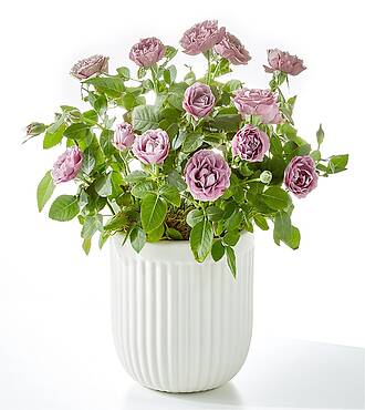 Pure Beauty Lavender Rose - FedEx