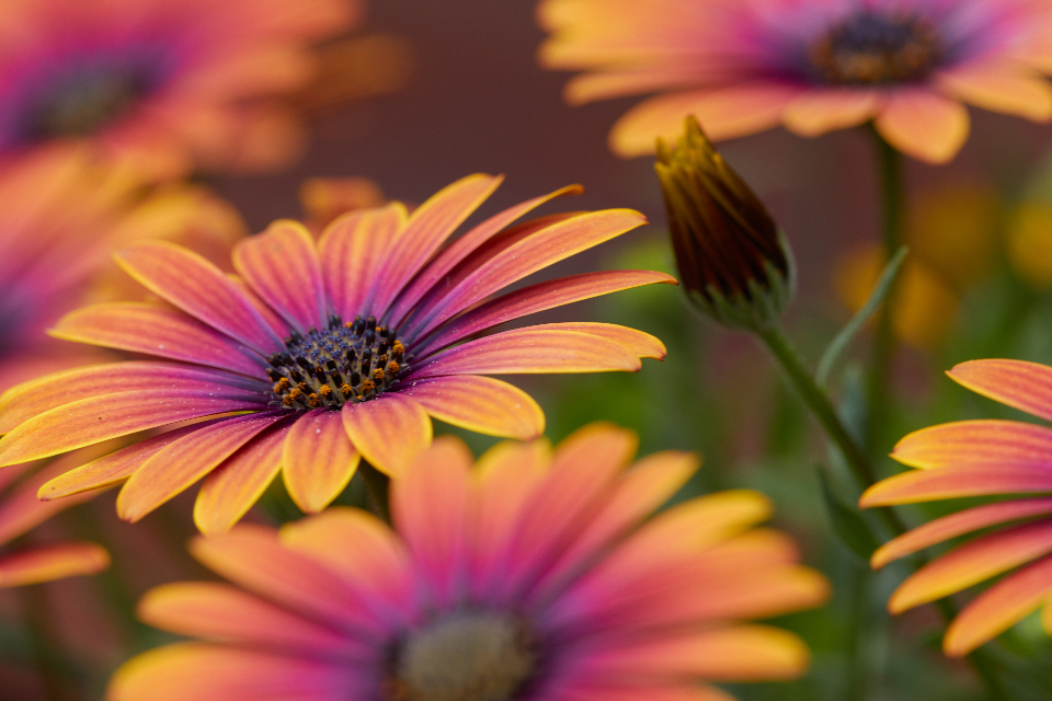 A gentle floral image for sympathy gifting