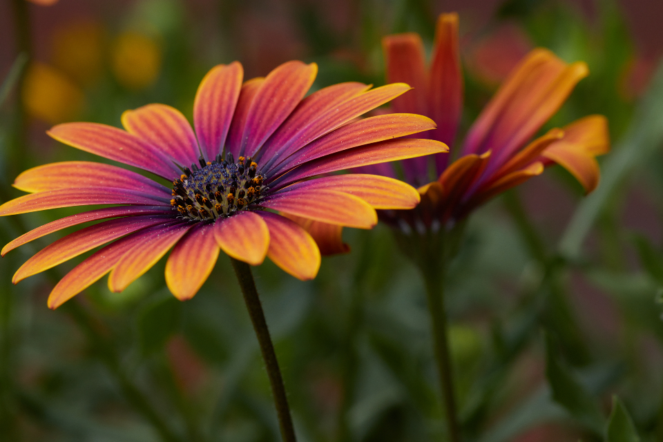 A delicate flower close-up representing gifts for mom